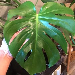 Monstera Deliciosa Live House Plant- Young Plant
